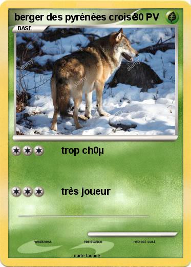 Pokemon berger des pyrénées croisé