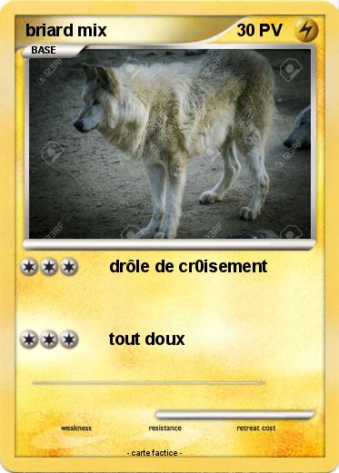 Pokemon briard mix