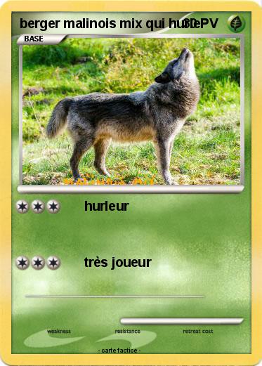 Pokemon berger malinois mix qui hurle