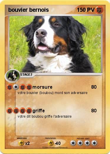 Pokemon bouvier bernois