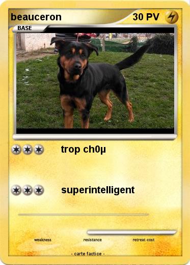 Pokemon beauceron