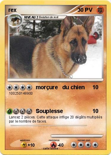 Pokemon rex