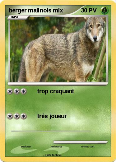 Pokemon berger malinois mix