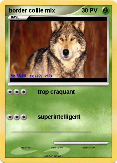 Pokemon border collie mix