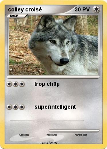 Pokemon colley croisé