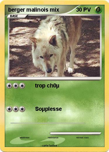 Pokemon berger malinois mix
