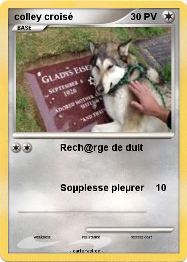 Pokemon colley croisé