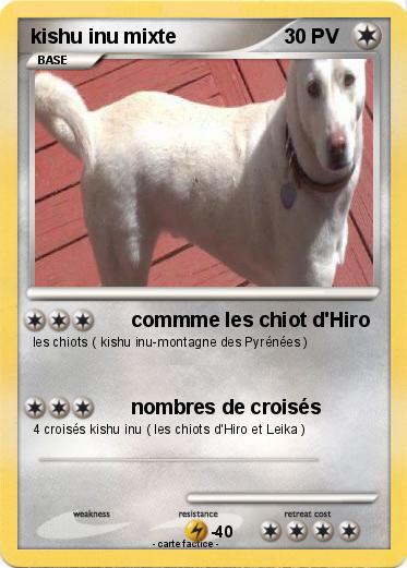 Pokemon kishu inu mixte