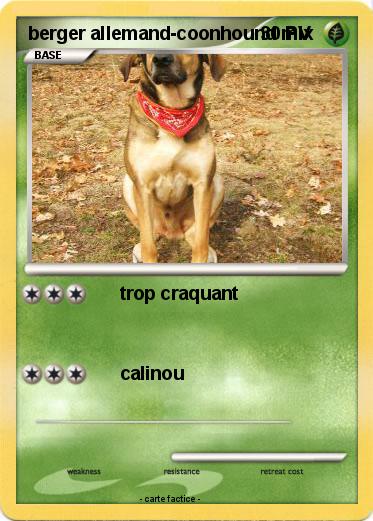Pokemon berger allemand-coonhound mix