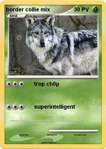 Pokemon border collie mix