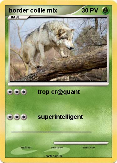 Pokemon border collie mix