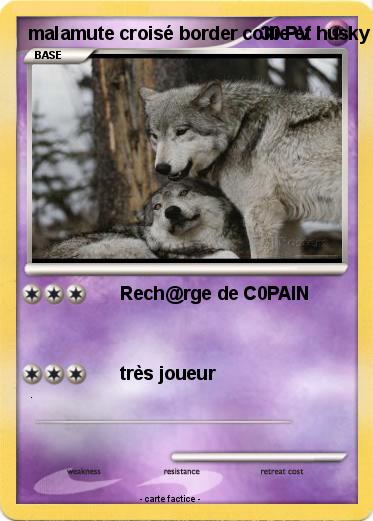 Pokemon malamute croisé border collie et husky croisé border collie