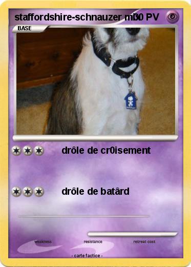 Pokemon staffordshire-schnauzer mix