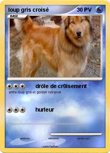 Pokemon loup gris croisé