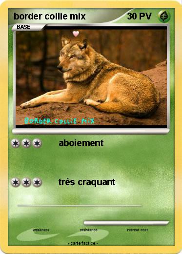 Pokemon border collie mix