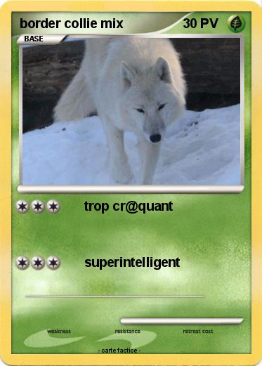 Pokemon border collie mix