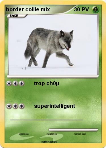 Pokemon border collie mix