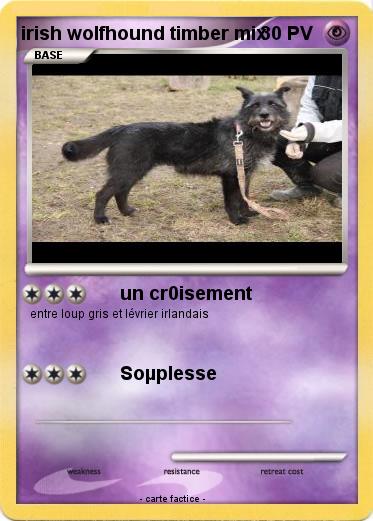 Pokemon irish wolfhound timber mix