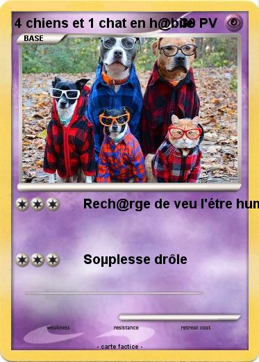 Pokemon 4 chiens et 1 chat en h@bile