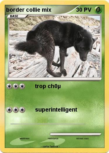 Pokemon border collie mix