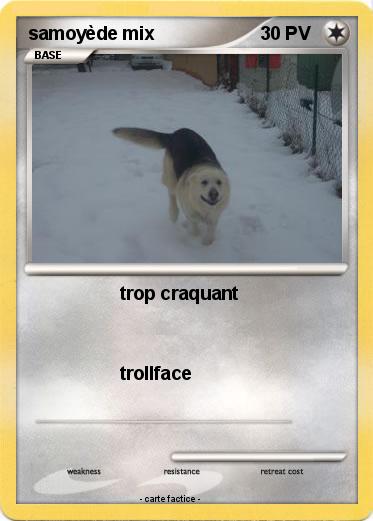 Pokemon samoyède mix