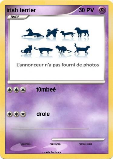 Pokemon irish terrier