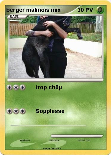 Pokemon berger malinois mix