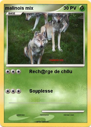 Pokemon malinois mix