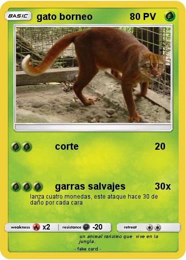 Pokemon gato borneo