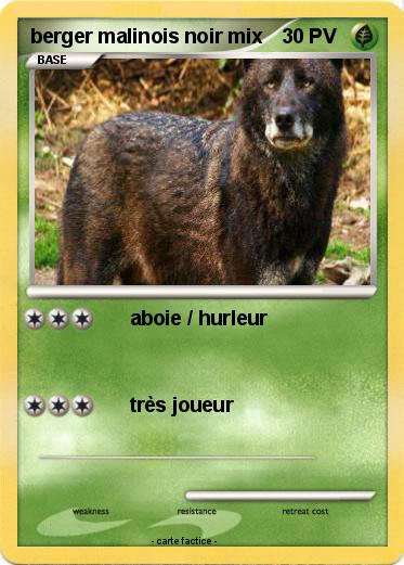 Pokemon berger malinois noir mix