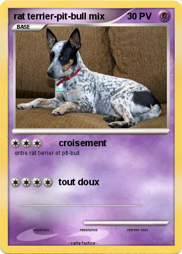 Pokemon rat terrier-pit-bull mix