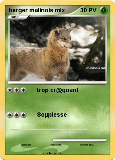 Pokemon berger malinois mix