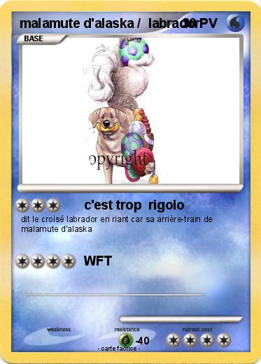 Pokemon malamute d'alaska /  labrador