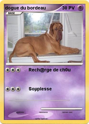 Pokemon dogue du bordeau