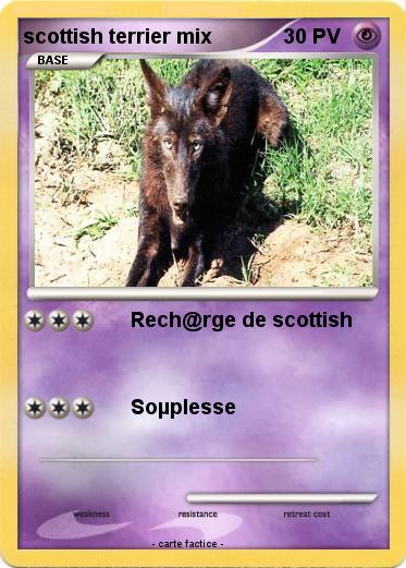 Pokemon scottish terrier mix