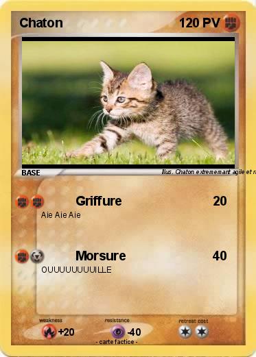 Pokemon Chaton