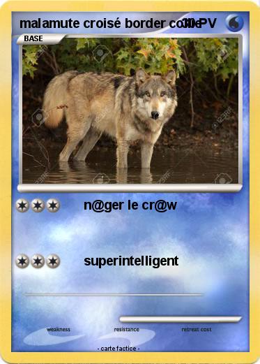 Pokemon malamute croisé border collie