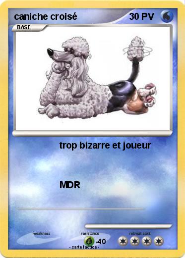 Pokemon caniche croisé