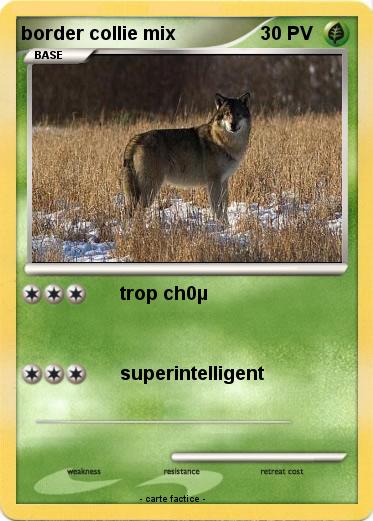 Pokemon border collie mix