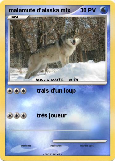 Pokemon malamute d'alaska mix