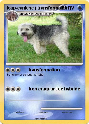 Pokemon loup-caniche ( transformation )