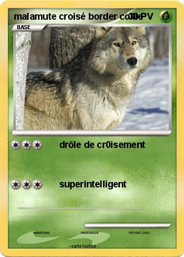 Pokemon malamute croisé border collie