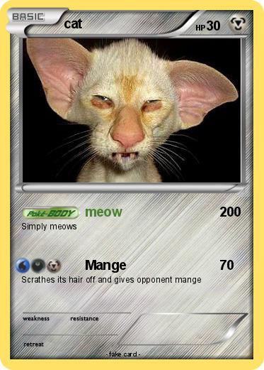 Pokemon cat