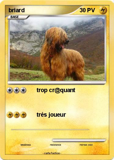 Pokemon briard