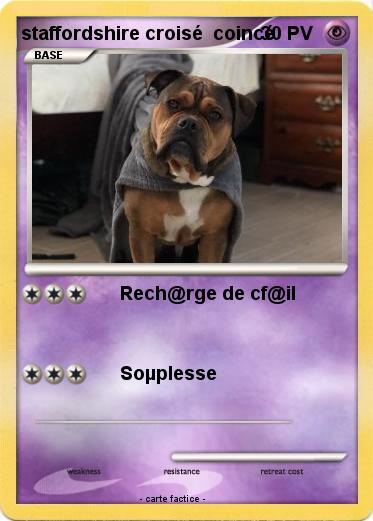 Pokemon staffordshire croisé  coincé
