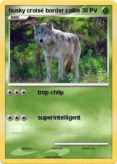 Pokemon husky croisé border collie