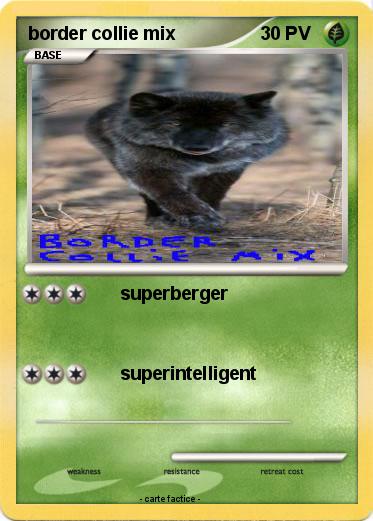 Pokemon border collie mix