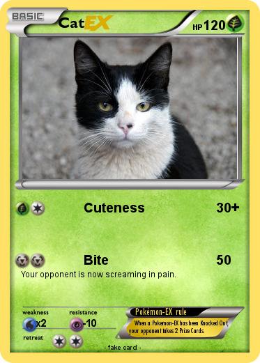 Pokemon Cat