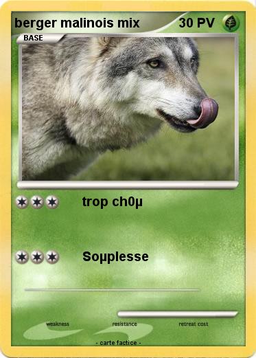 Pokemon berger malinois mix