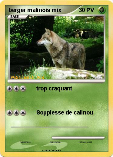 Pokemon berger malinois mix